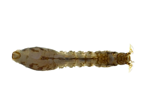 Benthic specimen